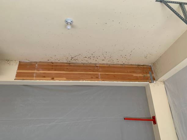 Best Basement Mold Removal  in Buies Creek, NC