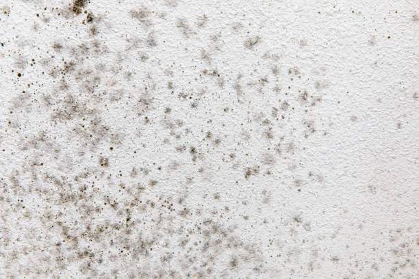 Best Forensic Mold Investigation  in Buies Creek, NC