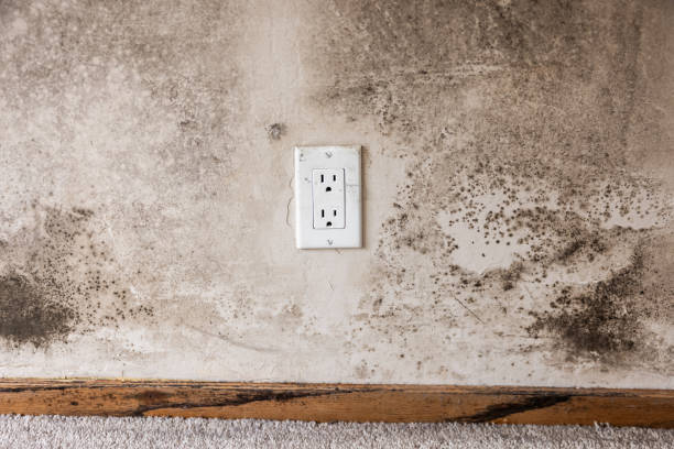 Best Mold Remediation for Vacation Homes  in Buies Creek, NC