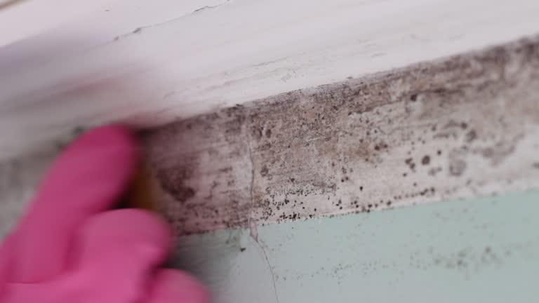 Best Post-Construction Mold Inspection  in Buies Creek, NC